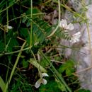 Sivun Vicia leucantha Biv. kuva