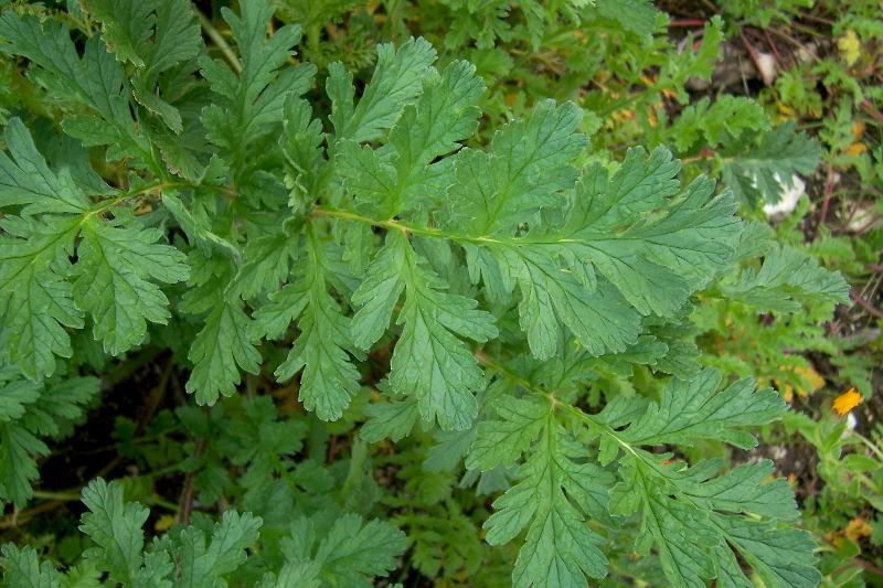 Erodium ciconium (L.) L'Her. resmi