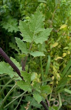 Image of white mustard