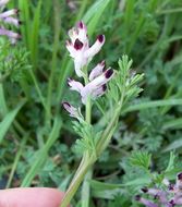 Image of white ramping fumitory