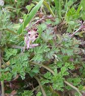 Image of white ramping fumitory