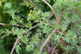 Image of white ramping fumitory