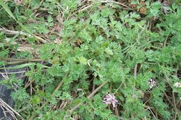 Image of white ramping fumitory