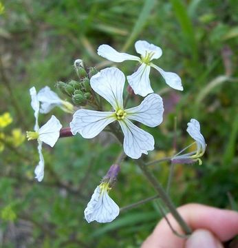 Image of wild radish