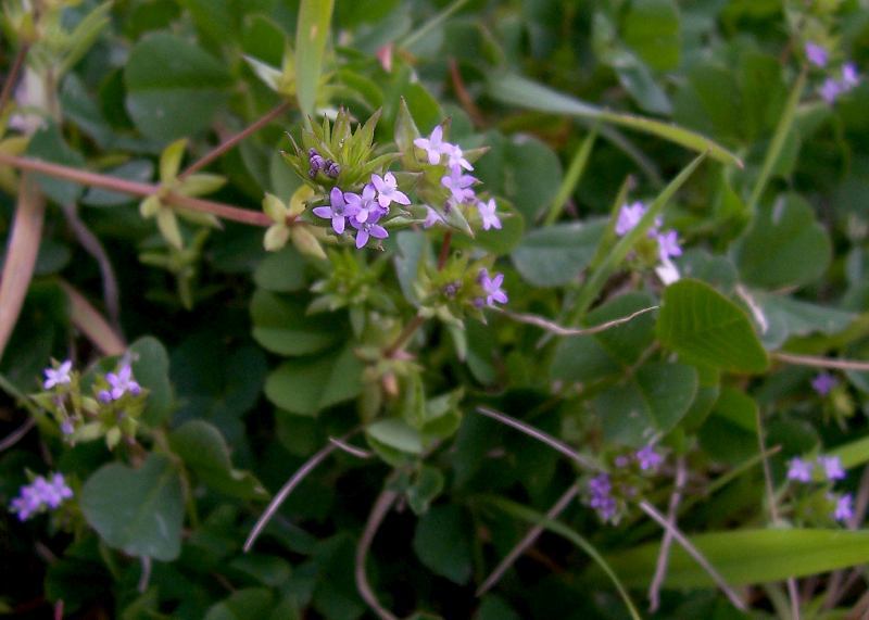 Image of blue field madder