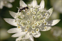 Imagem de Astrantia bavarica F. W. Schultz