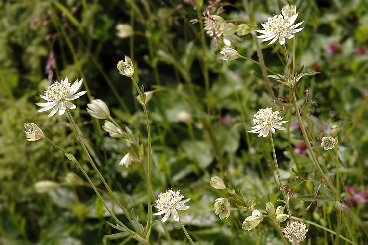 Imagem de Astrantia bavarica F. W. Schultz