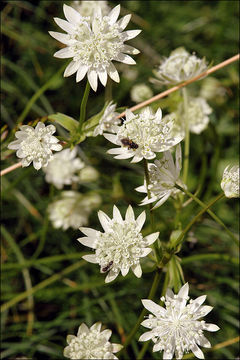 Imagem de Astrantia bavarica F. W. Schultz