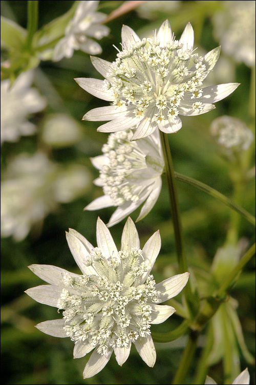 Imagem de Astrantia bavarica F. W. Schultz