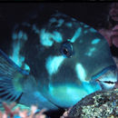 Image of Heavybeak Parrotfish