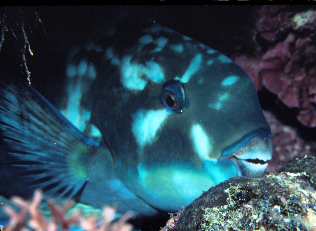 Image of Heavybeak Parrotfish