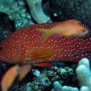 Image of grouper