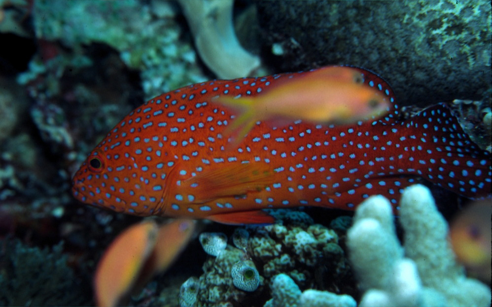 Cephalopholis miniata (Forsskål 1775) resmi