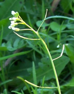 Plancia ëd Arabidopsis thaliana (L.) Heynh.