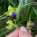 Ophrys fusca Link的圖片