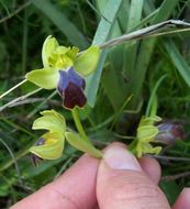 Image of Dark bee orchid