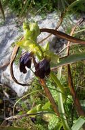 Image of Dark bee orchid