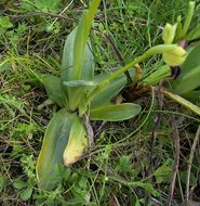 Image of Dark bee orchid