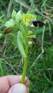 Image of Dark bee orchid