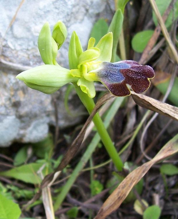 Image of Dark bee orchid