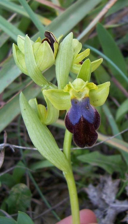 Image of Dark bee orchid