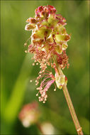Слика од <i>Sanguisorba minor</i>