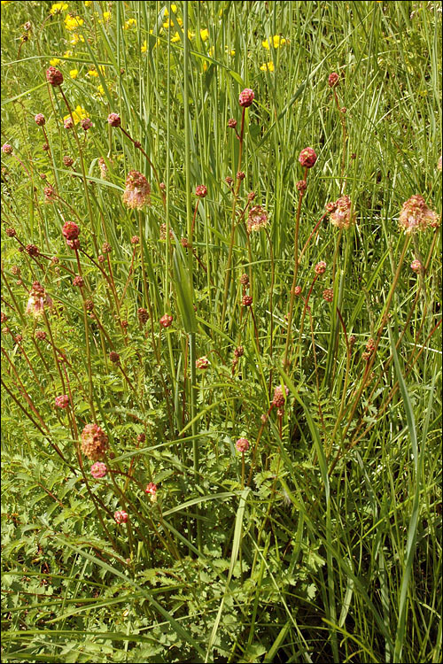 Слика од <i>Sanguisorba minor</i>