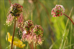 Слика од <i>Sanguisorba minor</i>