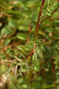 Слика од <i>Sanguisorba minor</i>