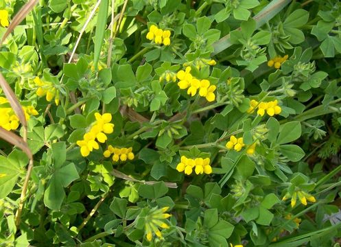 Image of Lotus ornithopodioides L.