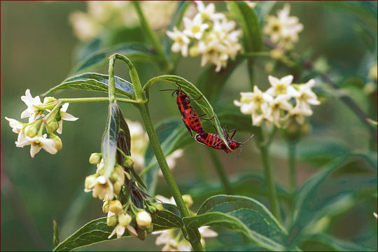 Image of common vincetoxicum