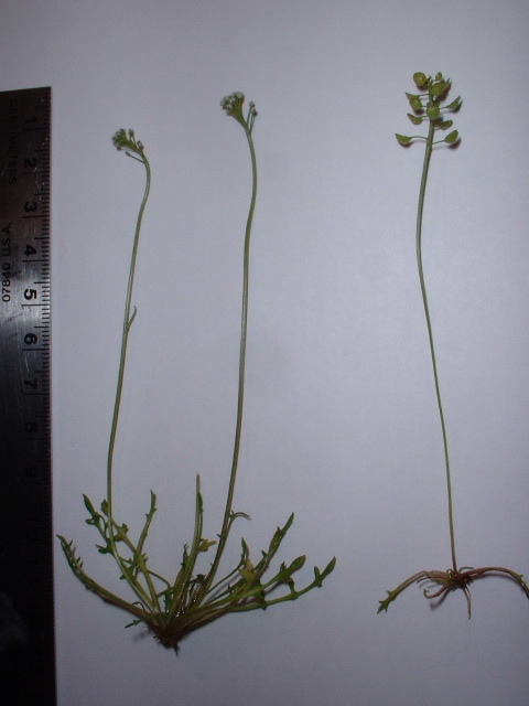 Слика од Teesdalia coronopifolia (Bergeret ex Steud.) Thell.