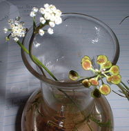 Слика од Teesdalia coronopifolia (Bergeret ex Steud.) Thell.
