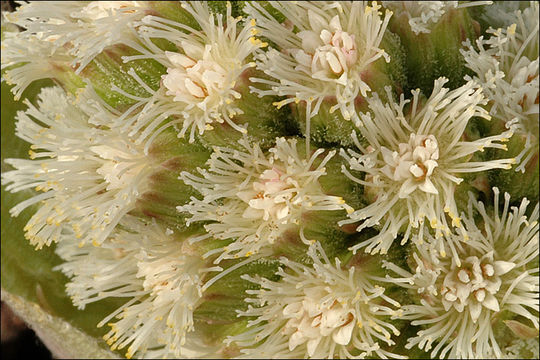 Image of Petasites paradoxus (Retz.) Baumg.