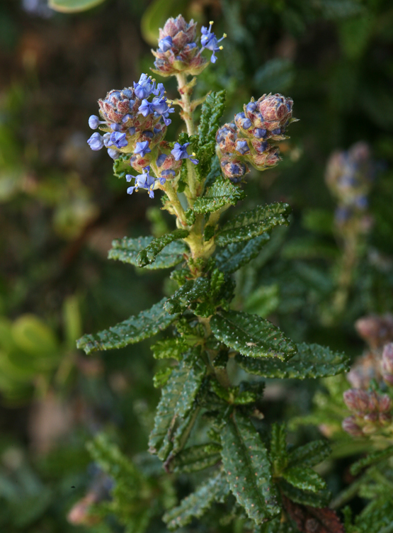 Image of Hearst Ranch buckbrush