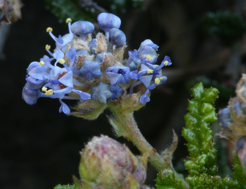 Image of Hearst Ranch buckbrush