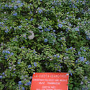 Plancia ëd Ceanothus foliosus Parry