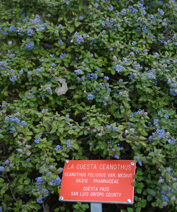 Image of wavyleaf buckbrush