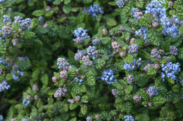 Image of wavyleaf buckbrush