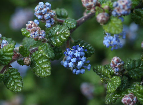 Imagem de Ceanothus foliosus var. medius Mc Minn