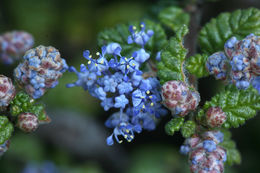 Image of wavyleaf buckbrush