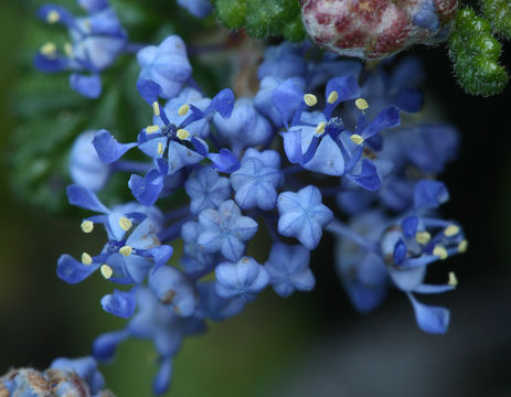 Imagem de Ceanothus foliosus var. medius Mc Minn