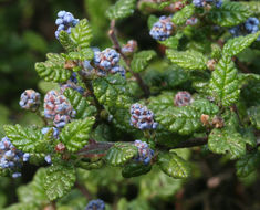 Image of wavyleaf buckbrush