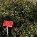 Image of glossyleaf manzanita