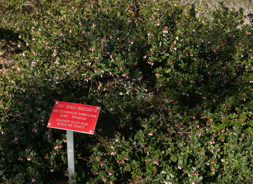 Image of glossyleaf manzanita