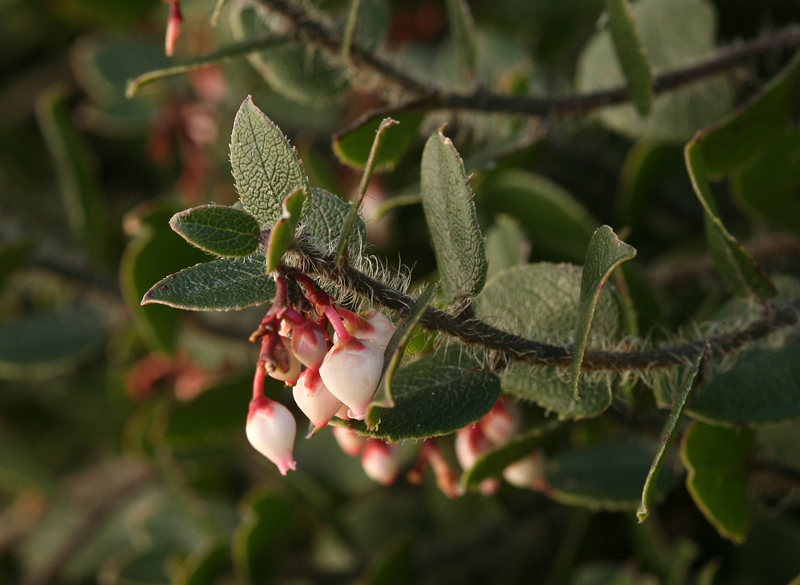 Image of glossyleaf manzanita