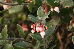Image of glossyleaf manzanita