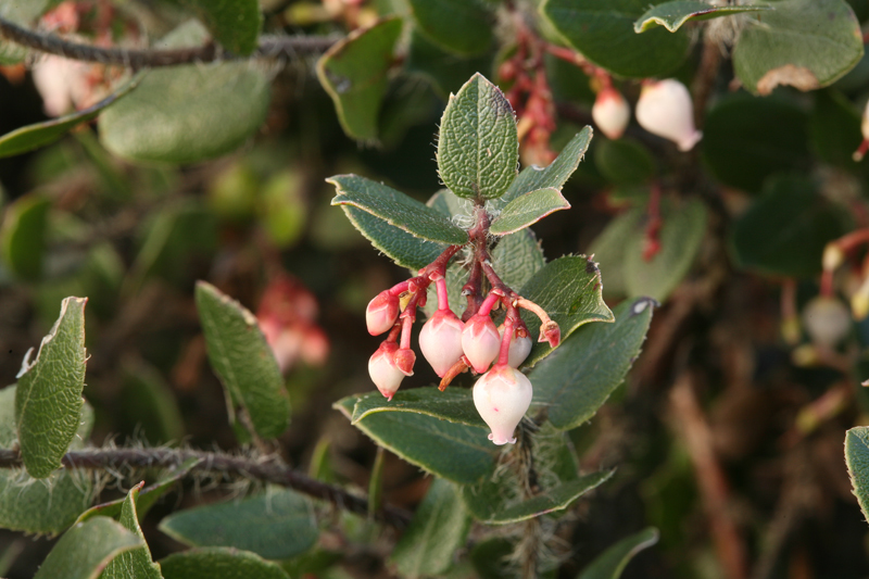 Image of glossyleaf manzanita