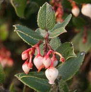 Image of glossyleaf manzanita