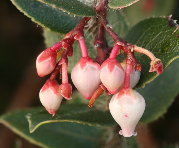 Image of glossyleaf manzanita
